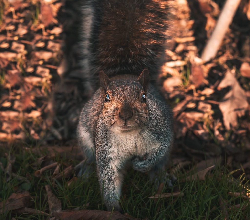 scoiattolo, nature, natura, squirrel, forrest, animal, wildlife, wild, natura, natura, natura, natura, natura, forrest