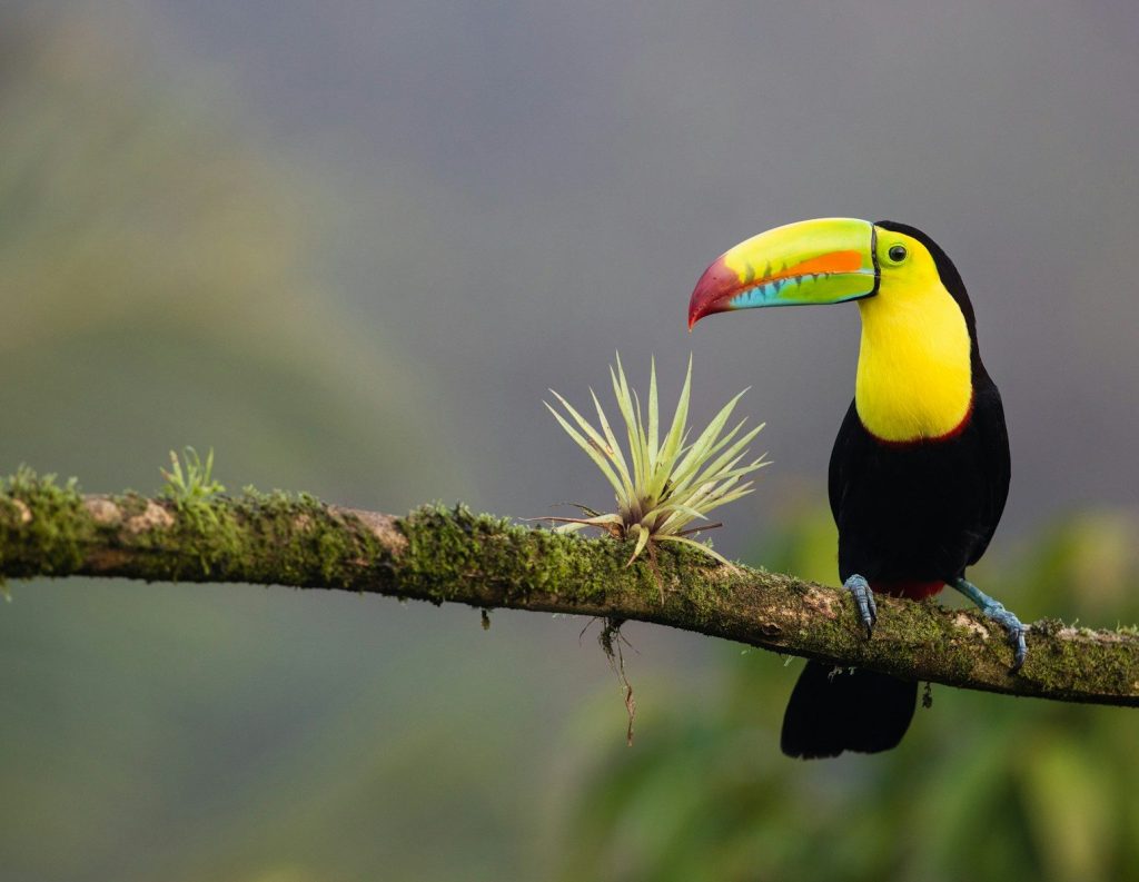 Uccello nero e Giallo in Costa Rica